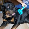 Pet Zoom – Escova de Animais